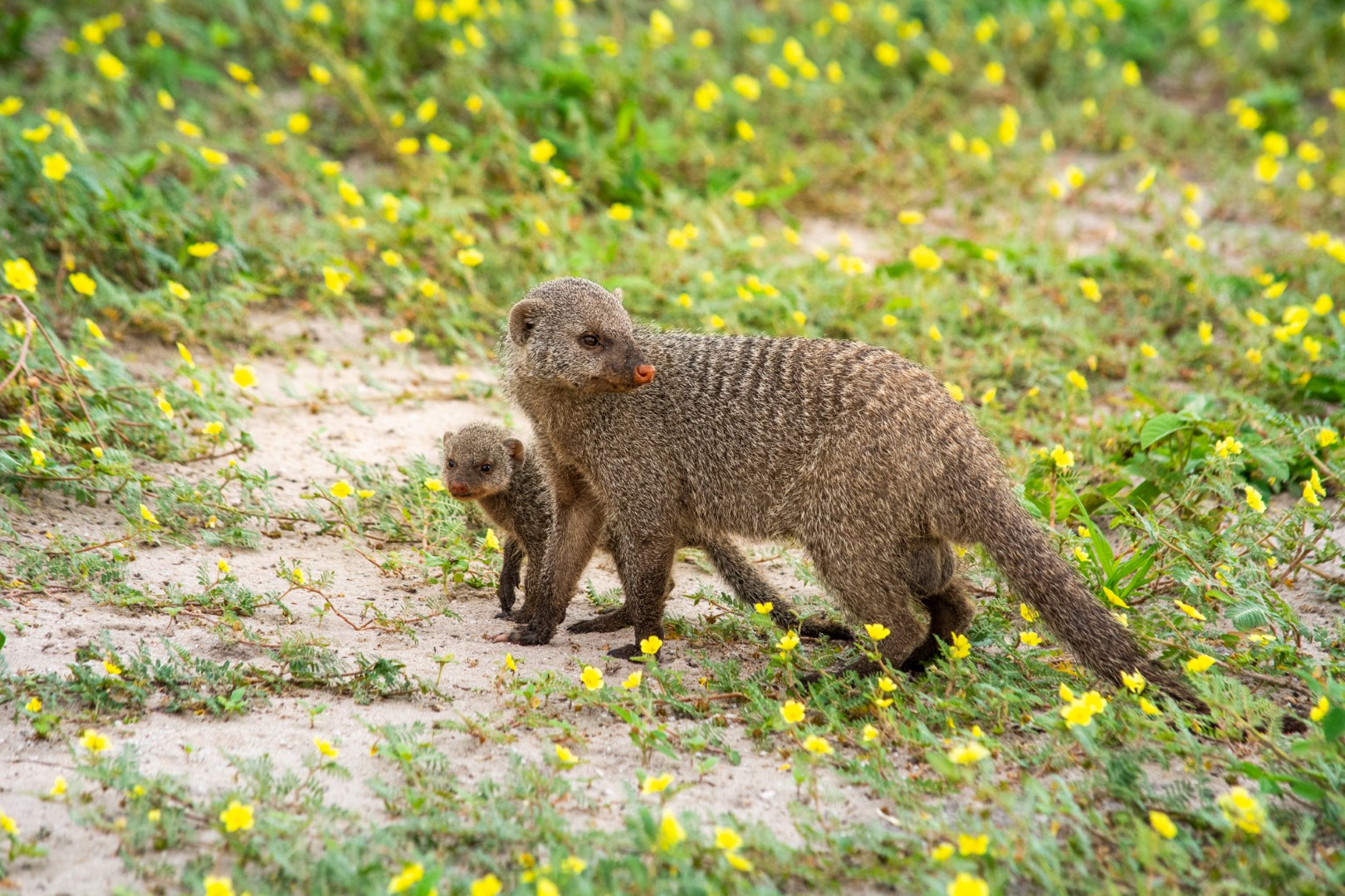 Chobe Safari Lodge - Image 2